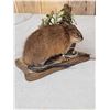 Image 4 : Muskrat Full Body Taxidermy Mount