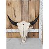 Image 1 : American Bison Buffalo Skull Taxidermy
