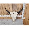 Image 2 : American Bison Buffalo Skull Taxidermy
