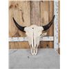 Image 3 : American Bison Buffalo Skull Taxidermy