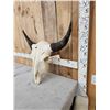 Image 4 : American Bison Buffalo Skull Taxidermy