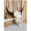 Image 5 : American Bison Buffalo Skull Taxidermy