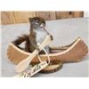Image 2 : Squirrel In A Birch Bark Canoe Taxidermy