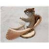 Image 3 : Squirrel In A Birch Bark Canoe Taxidermy