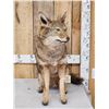Image 1 : Coyote Full Body Taxidermy Mount