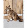 Image 2 : Coyote Full Body Taxidermy Mount