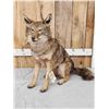 Image 3 : Coyote Full Body Taxidermy Mount