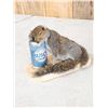 Image 2 : Drunken Squirrel Taxidermy Mount