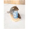 Image 3 : Drunken Squirrel Taxidermy Mount