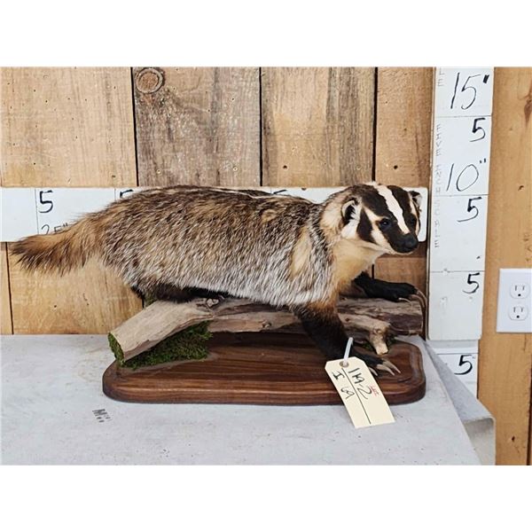 Badger Full Body Taxidermy Mount