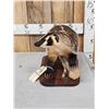 Image 2 : Badger Full Body Taxidermy Mount