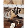 Image 3 : Badger Full Body Taxidermy Mount
