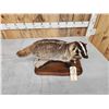 Image 4 : Badger Full Body Taxidermy Mount