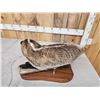 Image 5 : Badger Full Body Taxidermy Mount