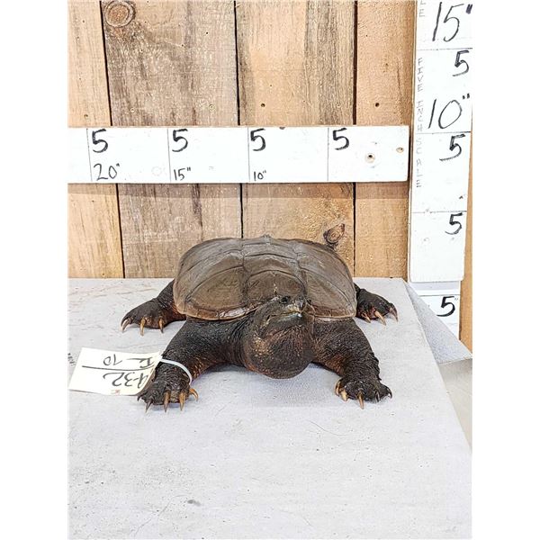 Snapping Turtle Full Body Taxidermy Mount