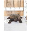 Image 1 : Snapping Turtle Full Body Taxidermy Mount