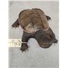 Image 3 : Snapping Turtle Full Body Taxidermy Mount