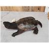 Image 4 : Snapping Turtle Full Body Taxidermy Mount