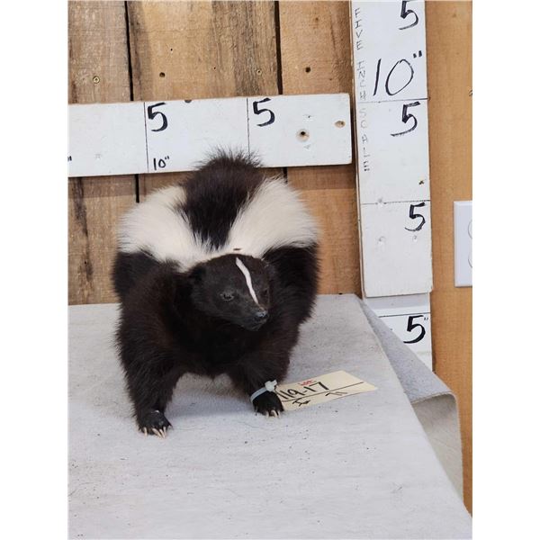 Skunk Full Body Taxidermy Mount