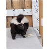 Image 1 : Skunk Full Body Taxidermy Mount