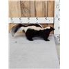 Image 2 : Skunk Full Body Taxidermy Mount