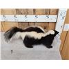 Image 3 : Skunk Full Body Taxidermy Mount