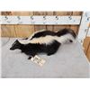 Image 4 : Skunk Full Body Taxidermy Mount
