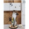 Image 1 : Fishing Squirrel Taxidermy Mount