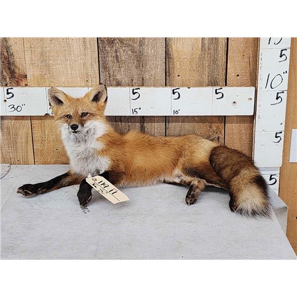 Red Fox Full Body Taxidermy Mount