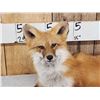 Image 2 : Red Fox Full Body Taxidermy Mount