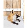 Image 3 : Red Fox Full Body Taxidermy Mount