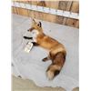 Image 4 : Red Fox Full Body Taxidermy Mount