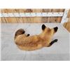 Image 5 : Red Fox Full Body Taxidermy Mount