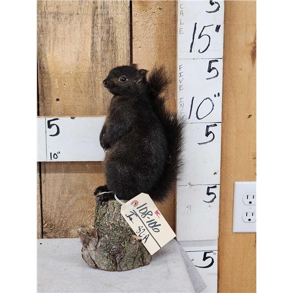 Black Squirrel On A Stump Taxidermy