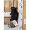 Image 1 : Black Squirrel On A Stump Taxidermy