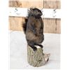 Image 3 : Black Squirrel On A Stump Taxidermy
