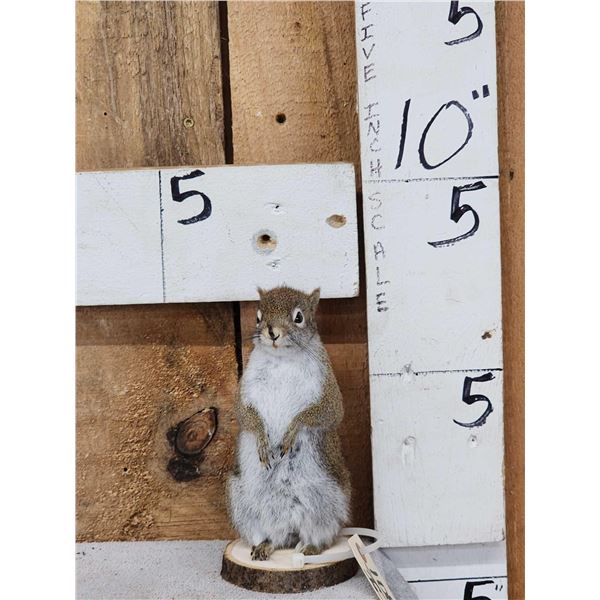 Pine Squirrel Full Body Taxidermy Mount
