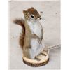 Image 2 : Pine Squirrel Full Body Taxidermy Mount