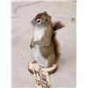 Image 3 : Pine Squirrel Full Body Taxidermy Mount