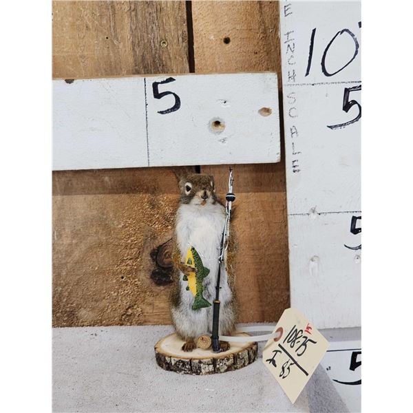 Fishing Squirrel Taxidermy Mount