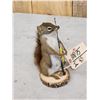 Image 2 : Fishing Squirrel Taxidermy Mount