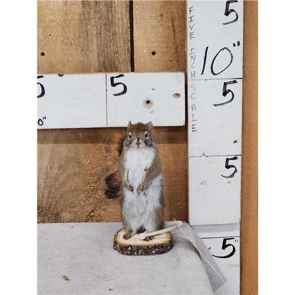 Pine Squirrel Taxidermy Mount