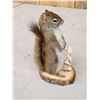 Image 2 : Pine Squirrel Taxidermy Mount