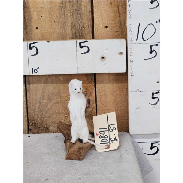 Weasel On Driftwood Taxidermy