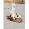 Image 2 : Weasel On Driftwood Taxidermy