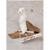 Image 3 : Weasel On Driftwood Taxidermy