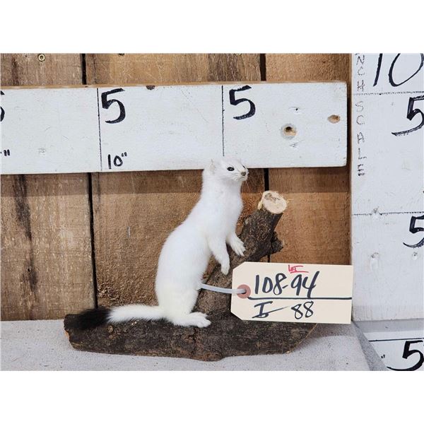 Weasel On Driftwood Taxidermy