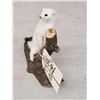 Image 3 : Weasel On Driftwood Taxidermy