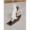 Image 4 : Weasel On Driftwood Taxidermy