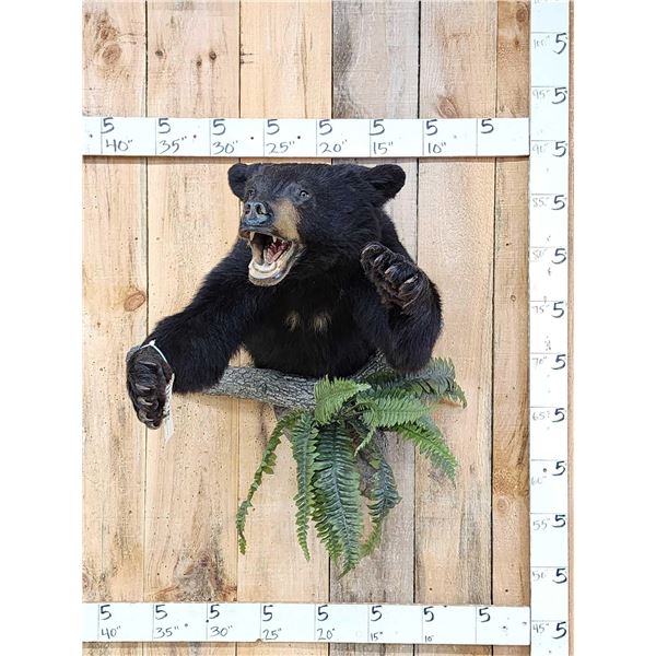 Black Bear Half Body Taxidermy Mount